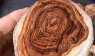 海南黄花梨树苗价格 海南黄花梨树苗价格